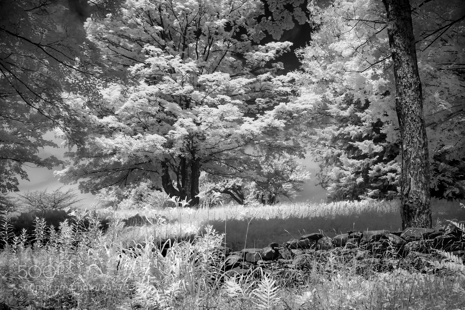 Canon EOS 400D (EOS Digital Rebel XTi / EOS Kiss Digital X) sample photo. Maple tree stone wall photography