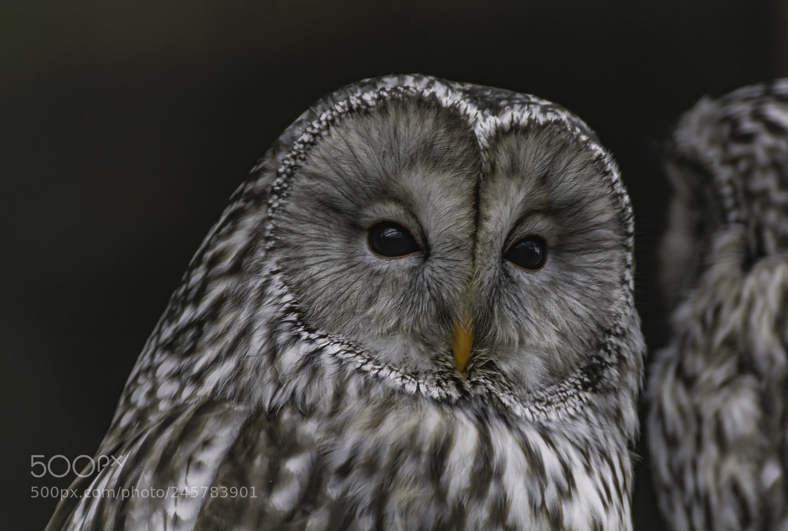 Nikon D7100 sample photo. Screech owl photography