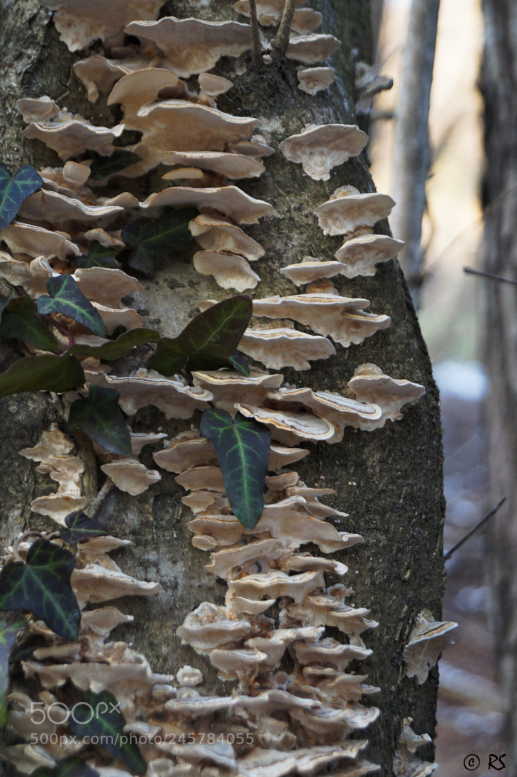 Sony SLT-A58 sample photo. Agaric photography