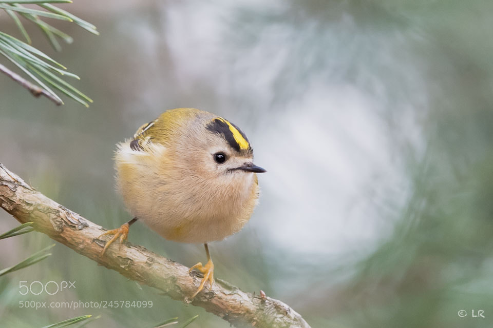 Nikon D5 sample photo. Goldcrest, 09-02-2018 photography