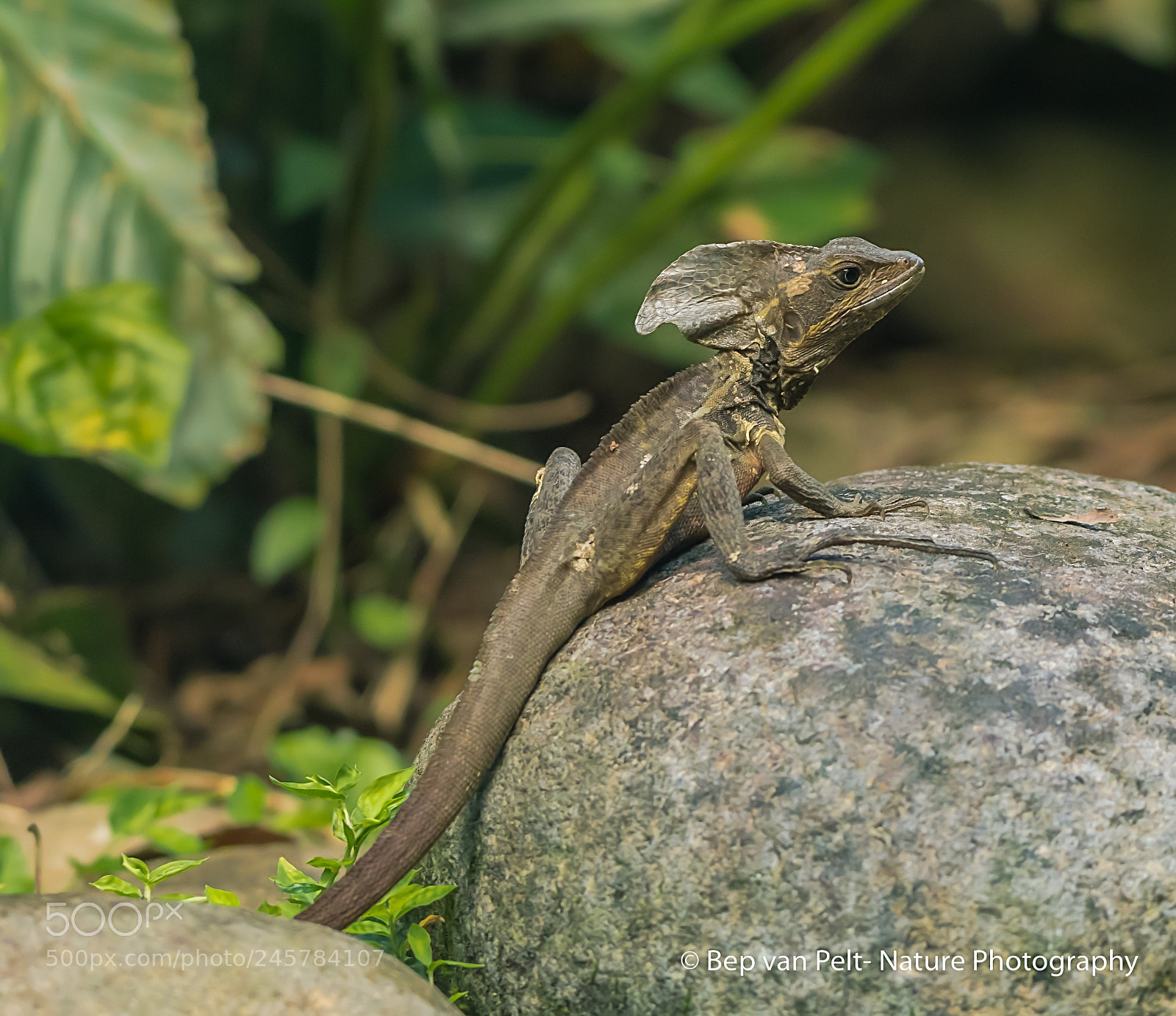 Nikon AF-S Nikkor 200-500mm F5.6E ED VR sample photo. Brown bailisk loving the photography