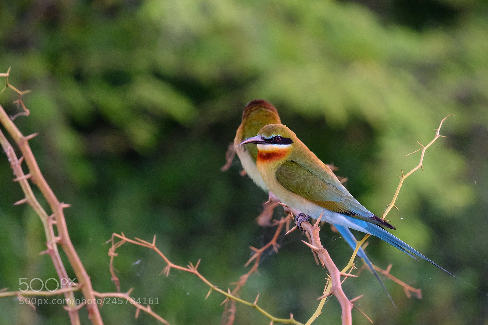 Fujifilm X-Pro2 sample photo. Blue-tailed bee-eaters photography