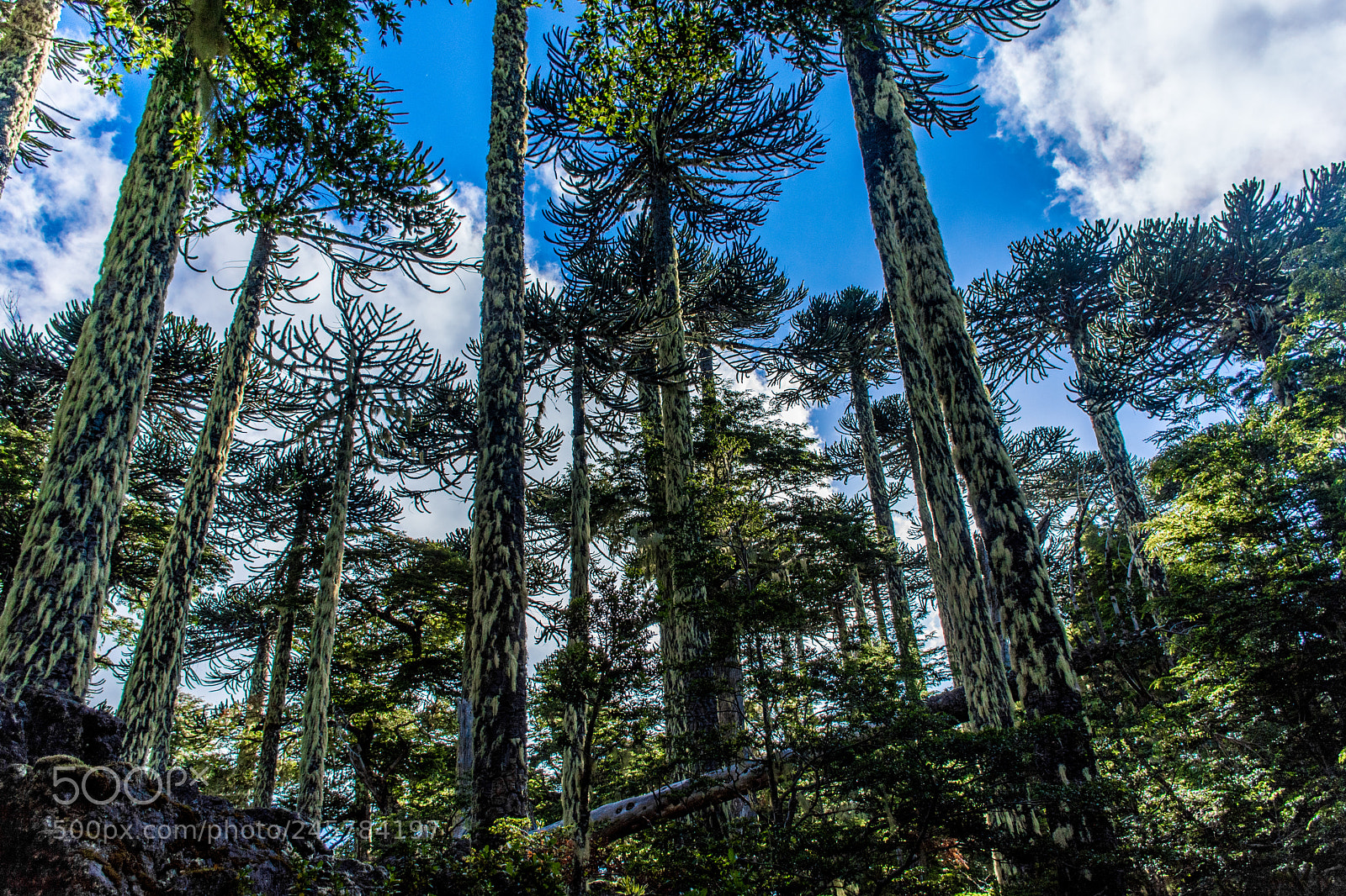 Nikon D7100 sample photo. Araucaria araucana photography