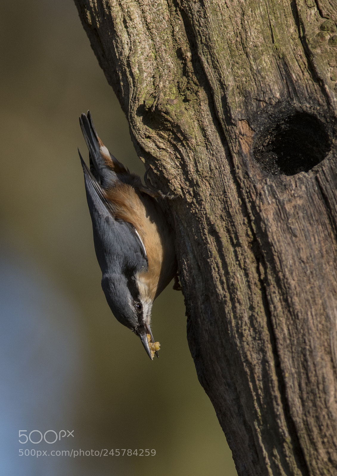 Nikon D850 sample photo. Nuthatch photography
