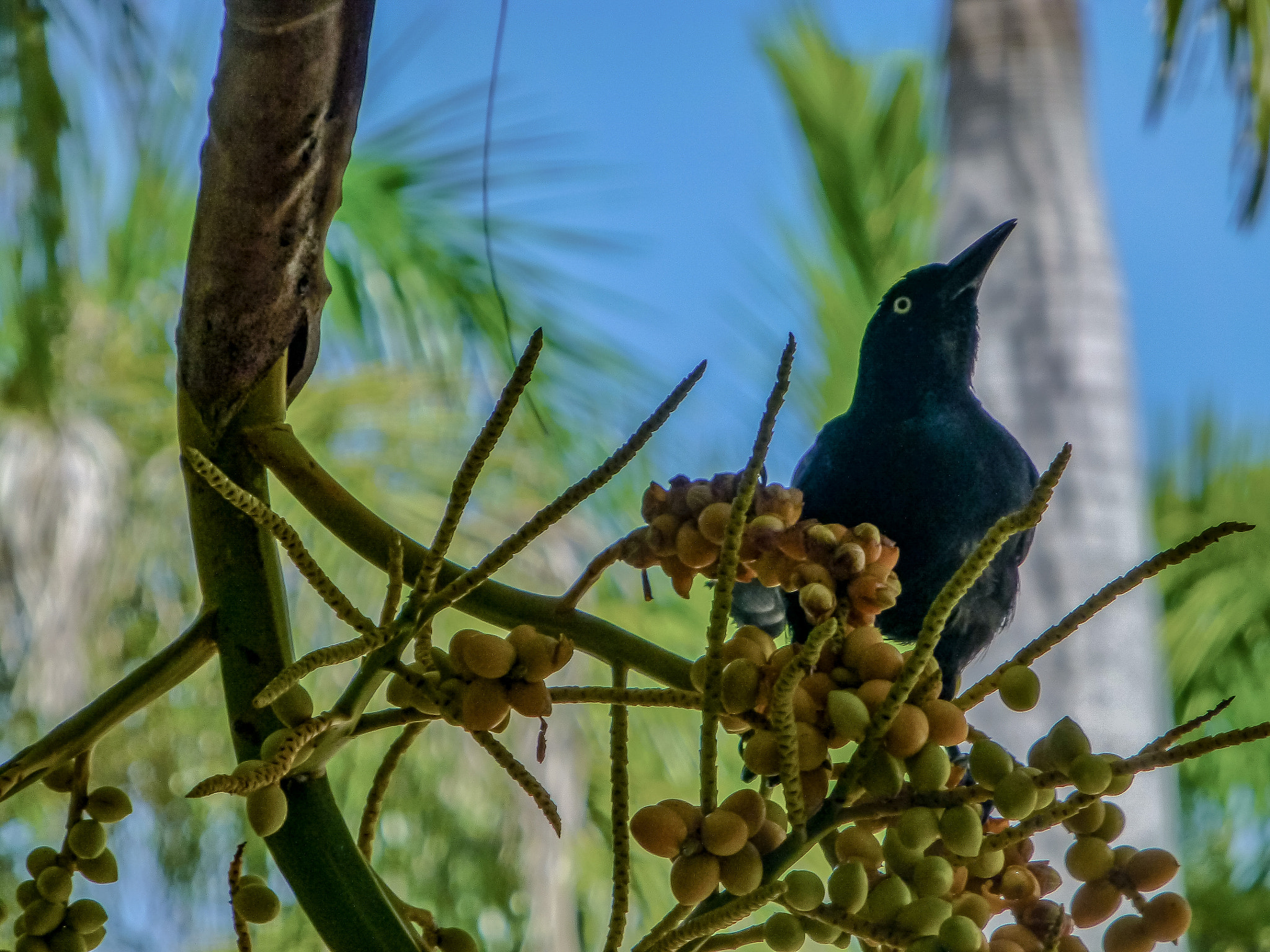 Panasonic Lumix DMC-ZS20 (Lumix DMC-TZ30) sample photo. A black bird up a berry tree photography