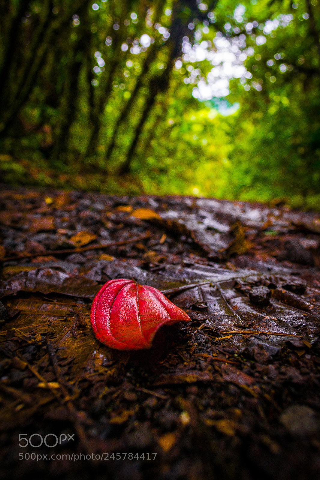 Nikon D3100 sample photo. Sobrevive photography