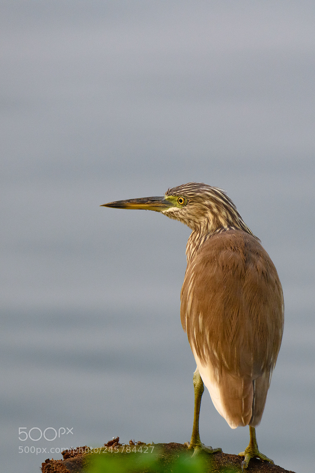 Nikon D850 sample photo. Indian pond heron photography