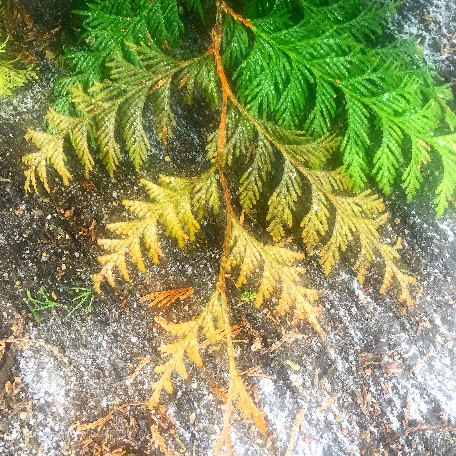 Apple iPhone 8 Plus sample photo. Nice colours in nature photography