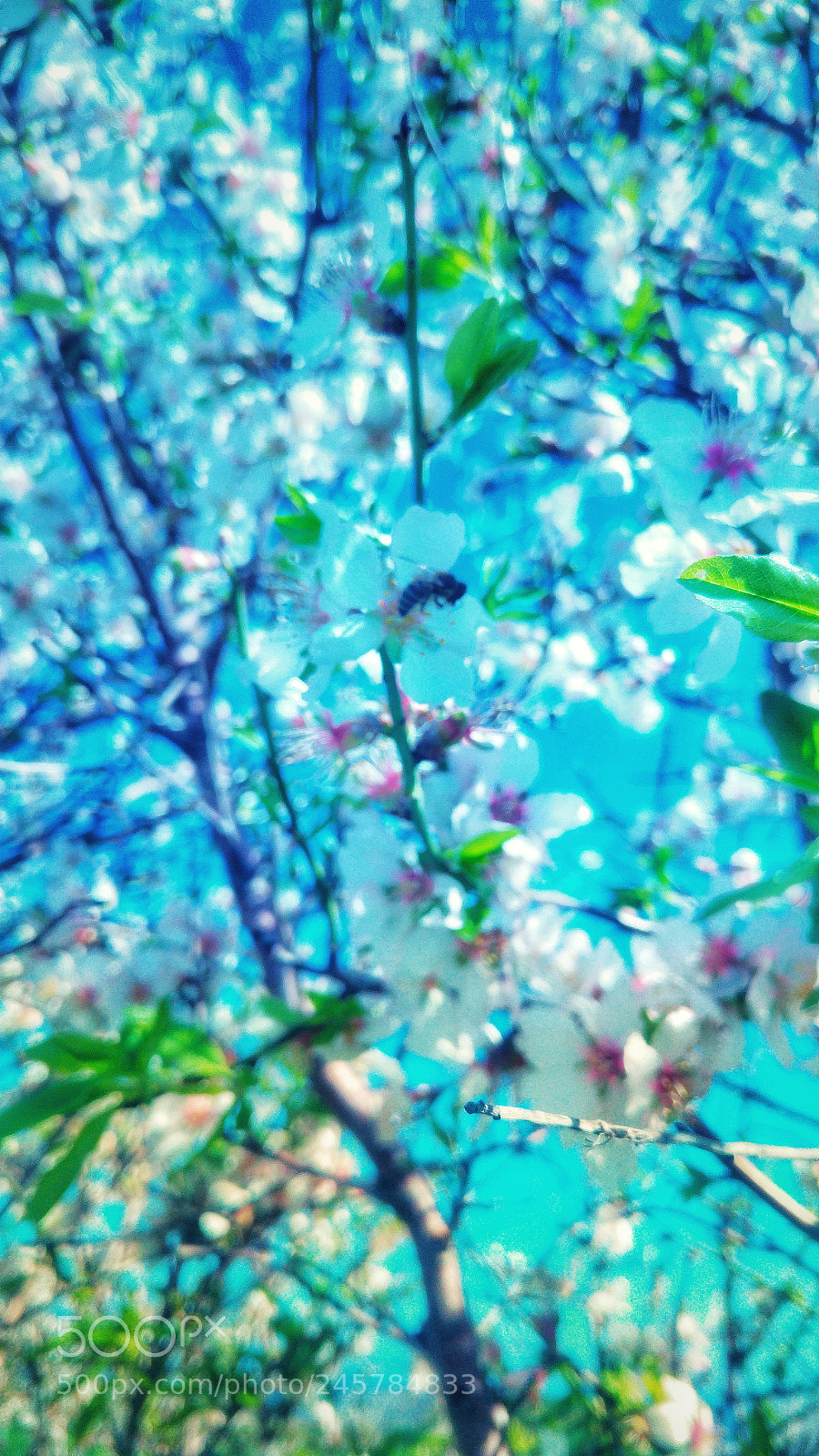 LG G4 sample photo. Untitled photography