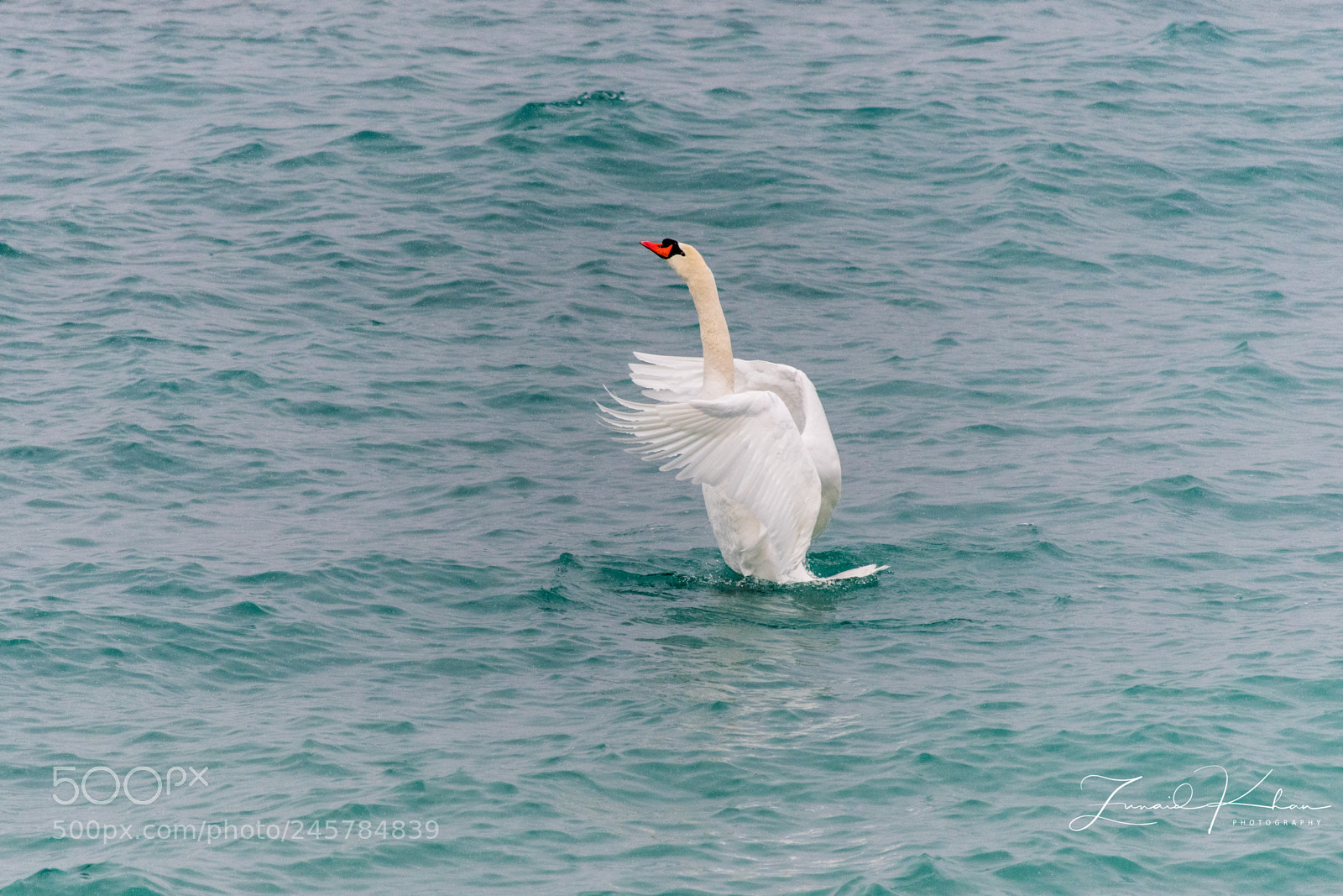 Nikon D3400 sample photo. Divine photography