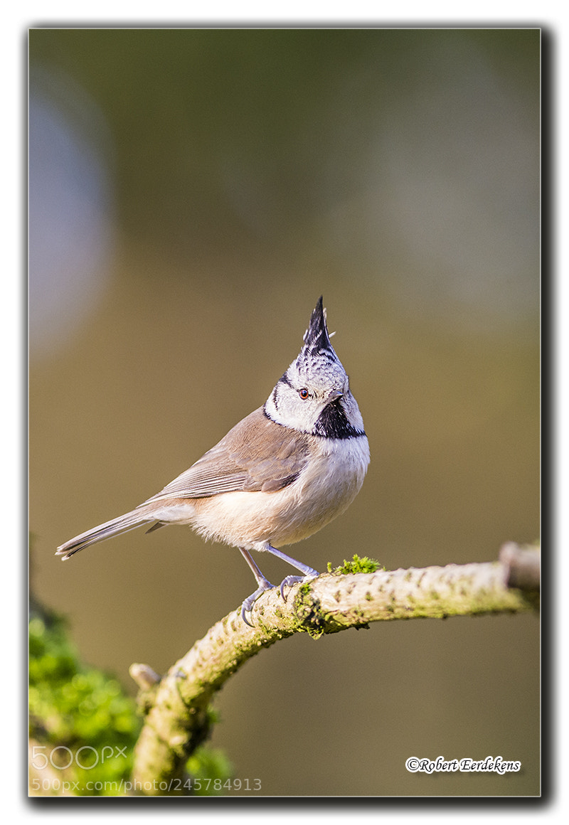 Nikon D7100 sample photo. Crested tit photography