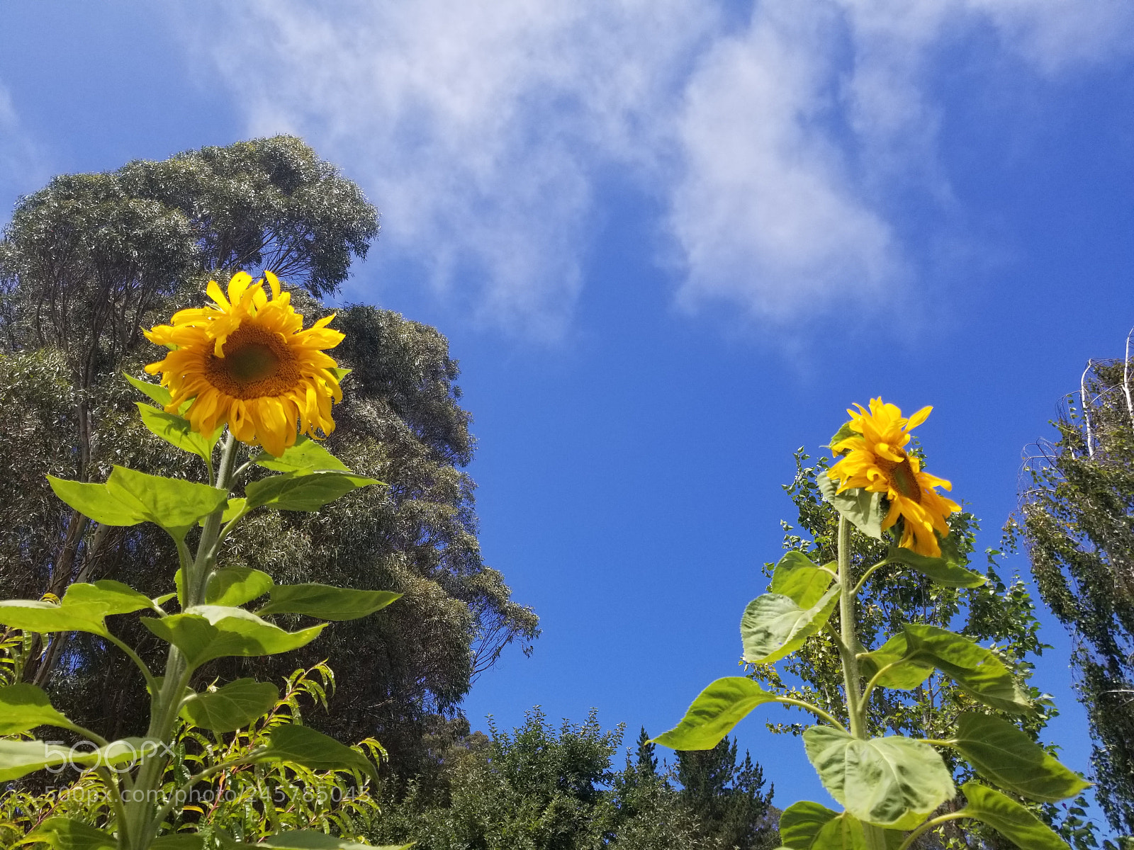 Samsung Galaxy S8 sample photo. Untitled photography