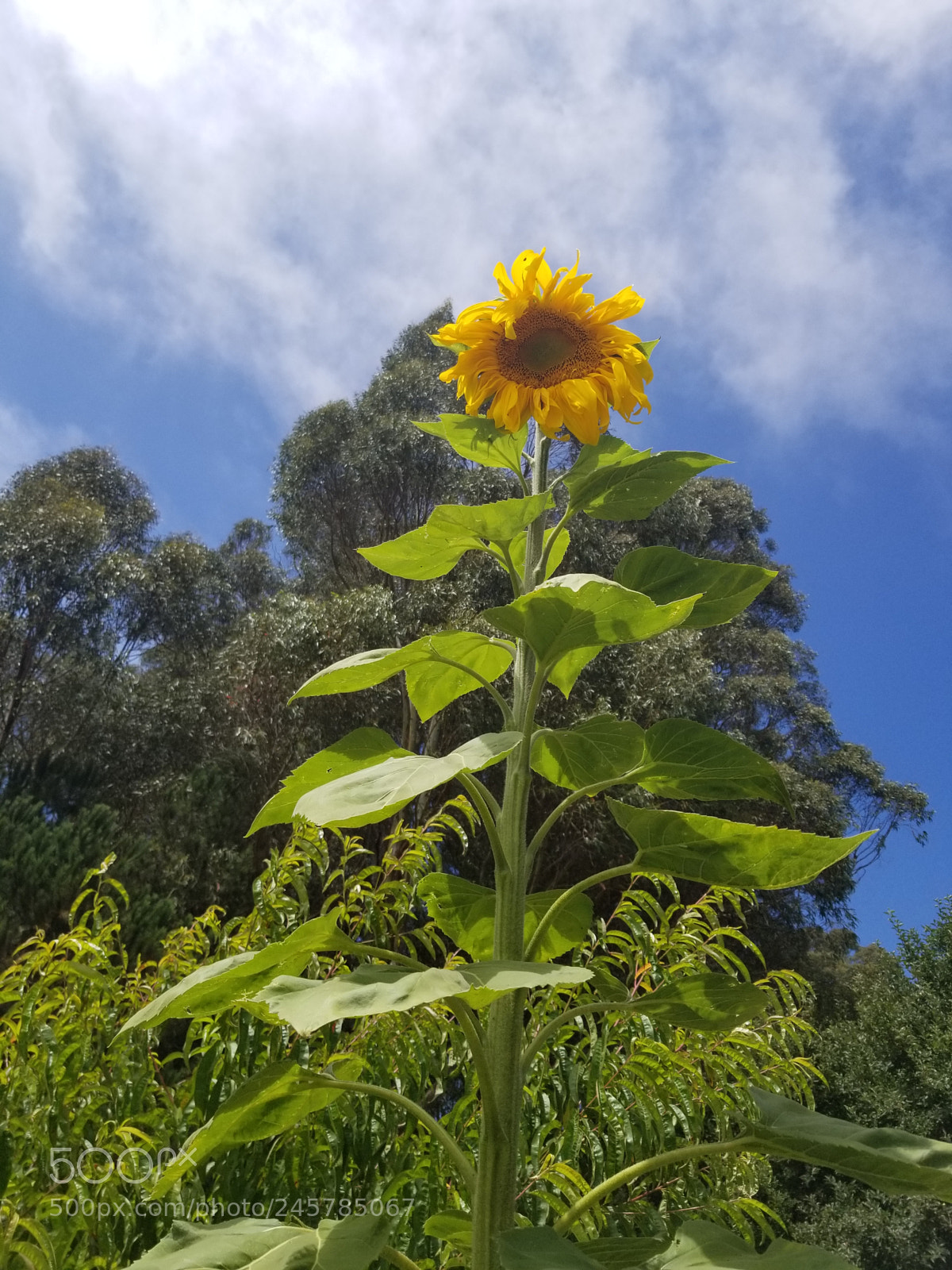 Samsung Galaxy S8 sample photo. Untitled photography