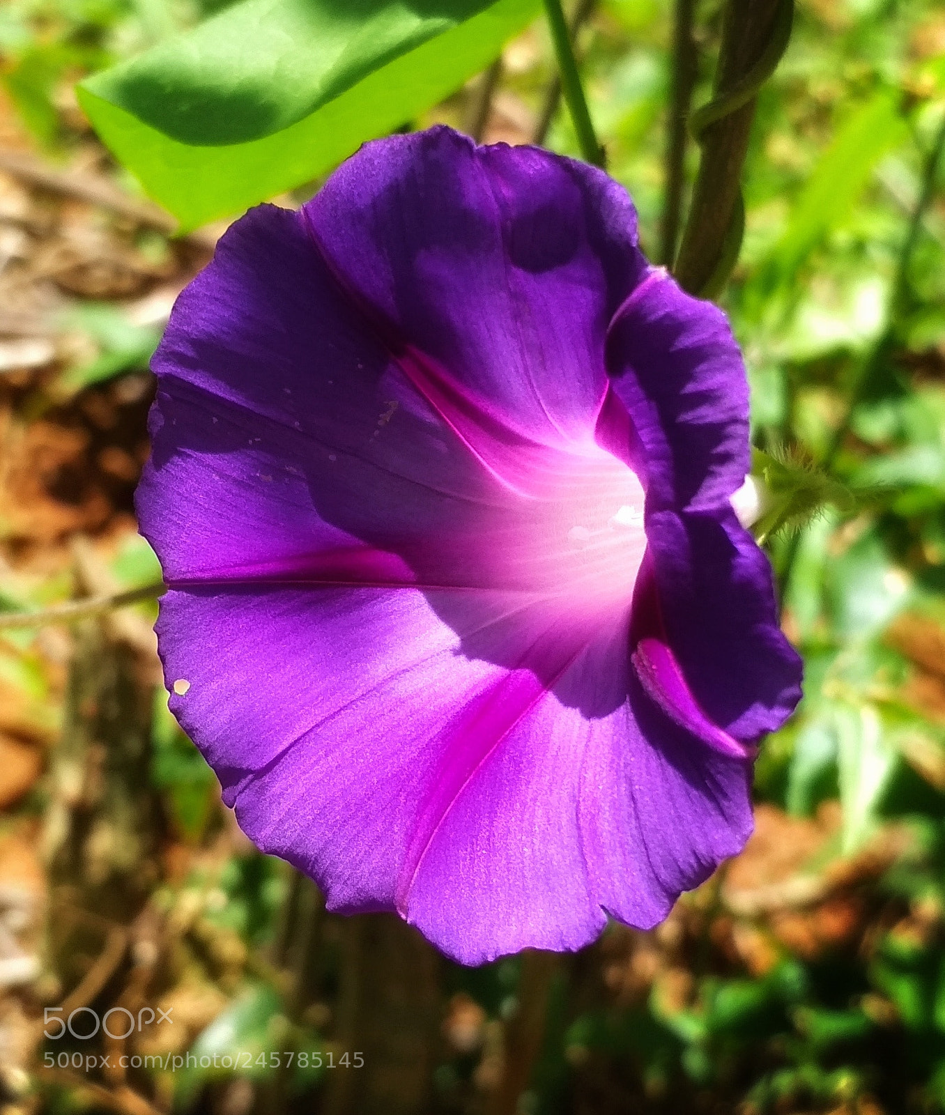 Xiaomi Redmi 4X sample photo. Little flower photography
