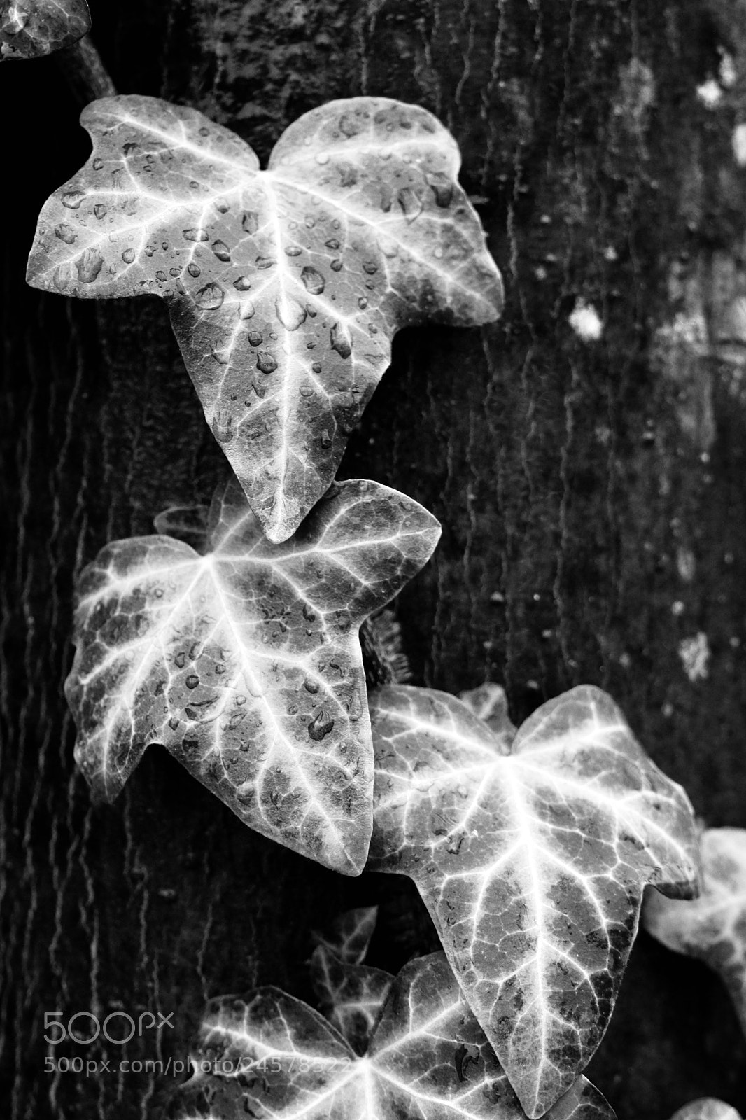 Canon EOS M6 sample photo. Wet leaves on a photography