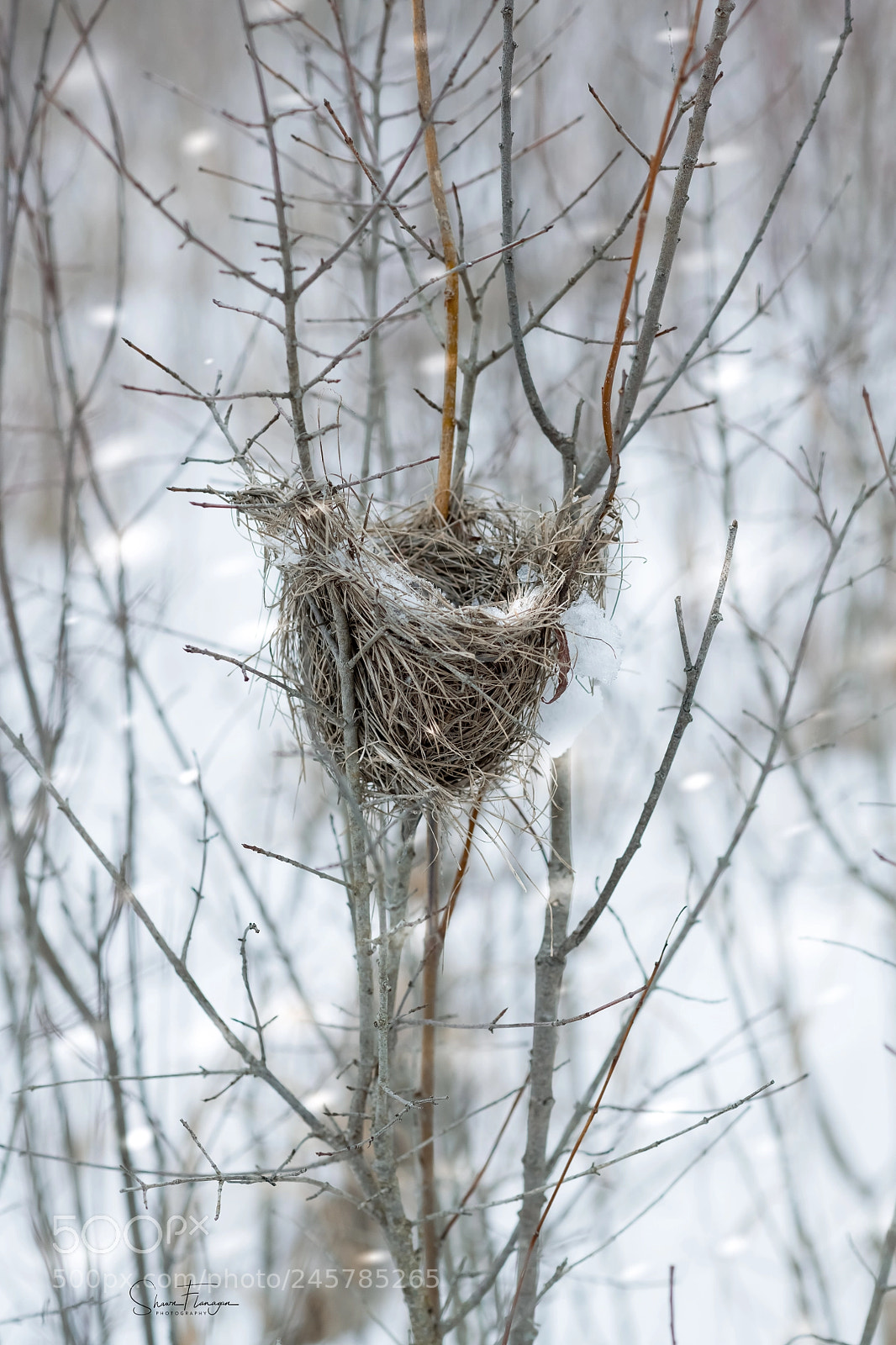 Nikon D850 sample photo. Nest in nature photography