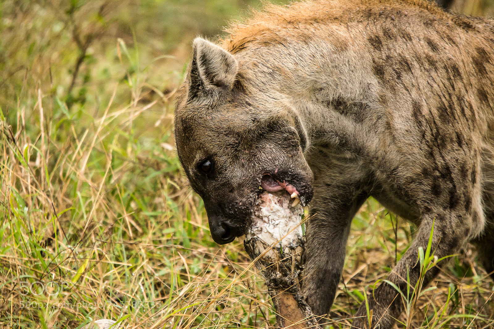 Nikon D7100 sample photo. Hyena - park kruger photography