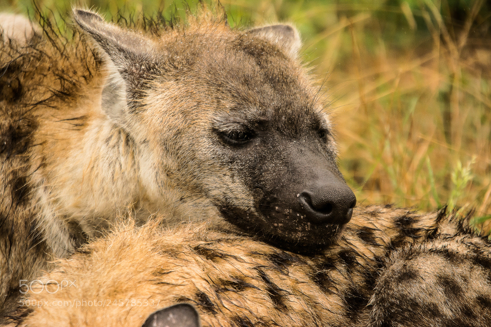 Nikon D7100 sample photo. Hyena - park kruger photography