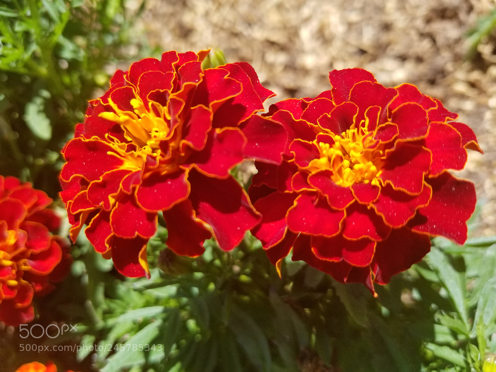 Samsung Galaxy S8 sample photo. Untitled photography
