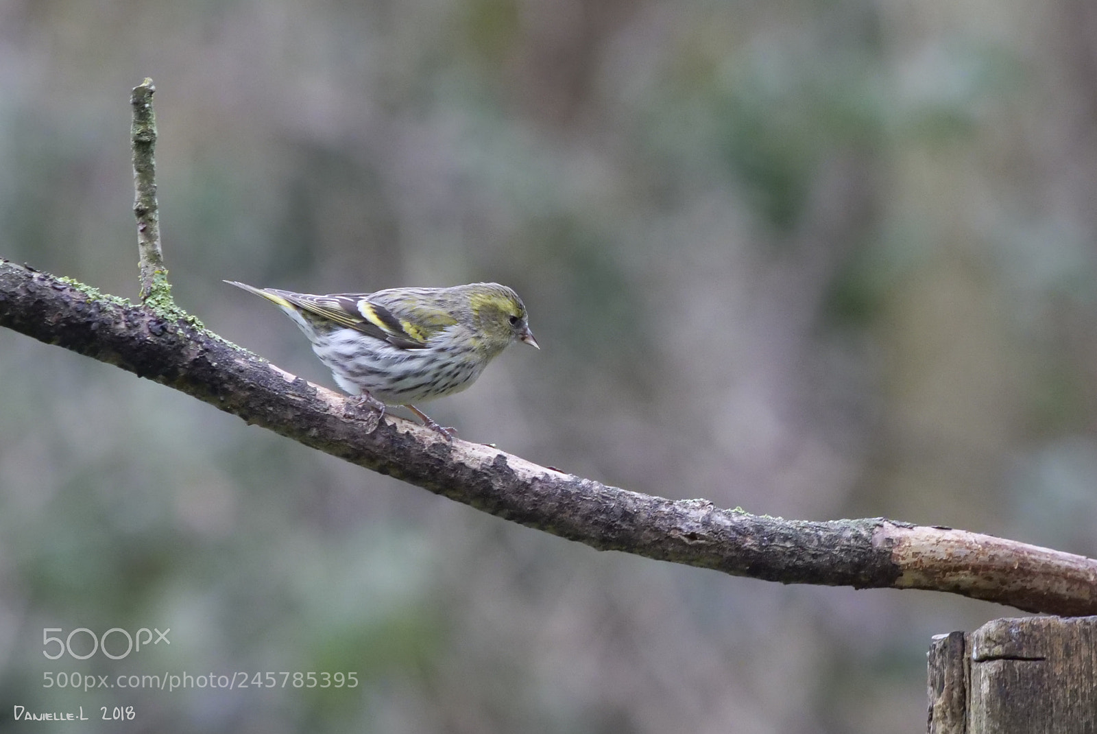 Panasonic Lumix DC-G9 sample photo. Domaine des oiseaux photography