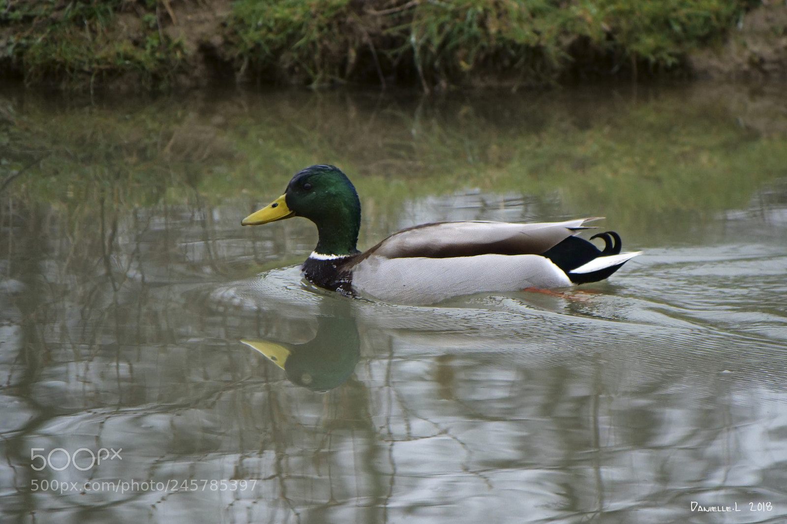Panasonic Lumix DC-G9 sample photo. Domaine des oiseaux photography