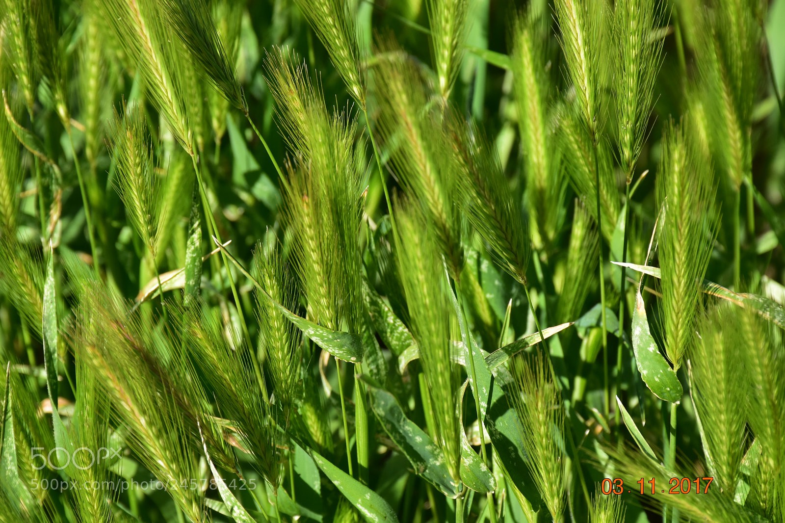 Nikon D5500 sample photo. Pks photography