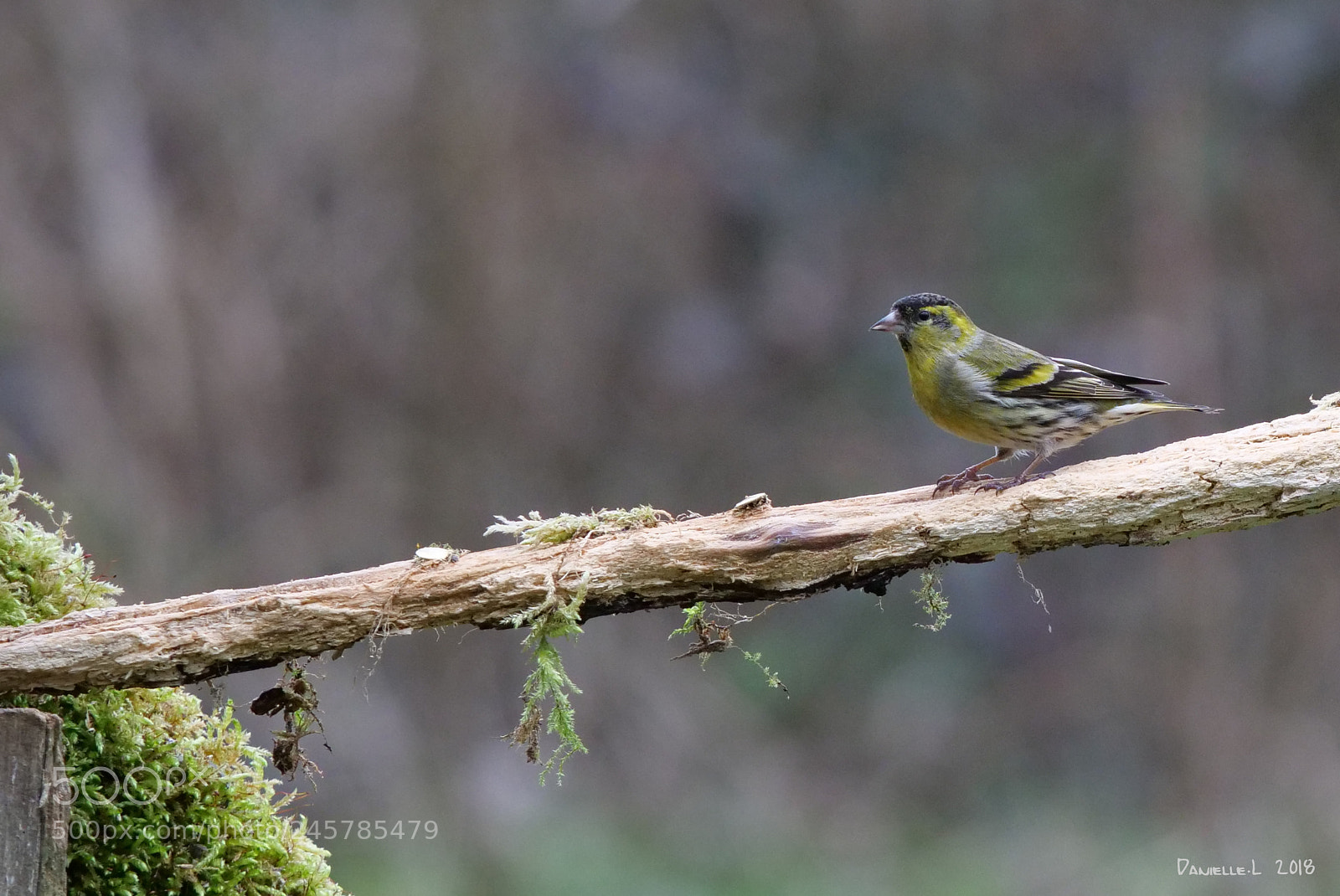 Panasonic Lumix DC-G9 sample photo. Domaine des oiseaux photography
