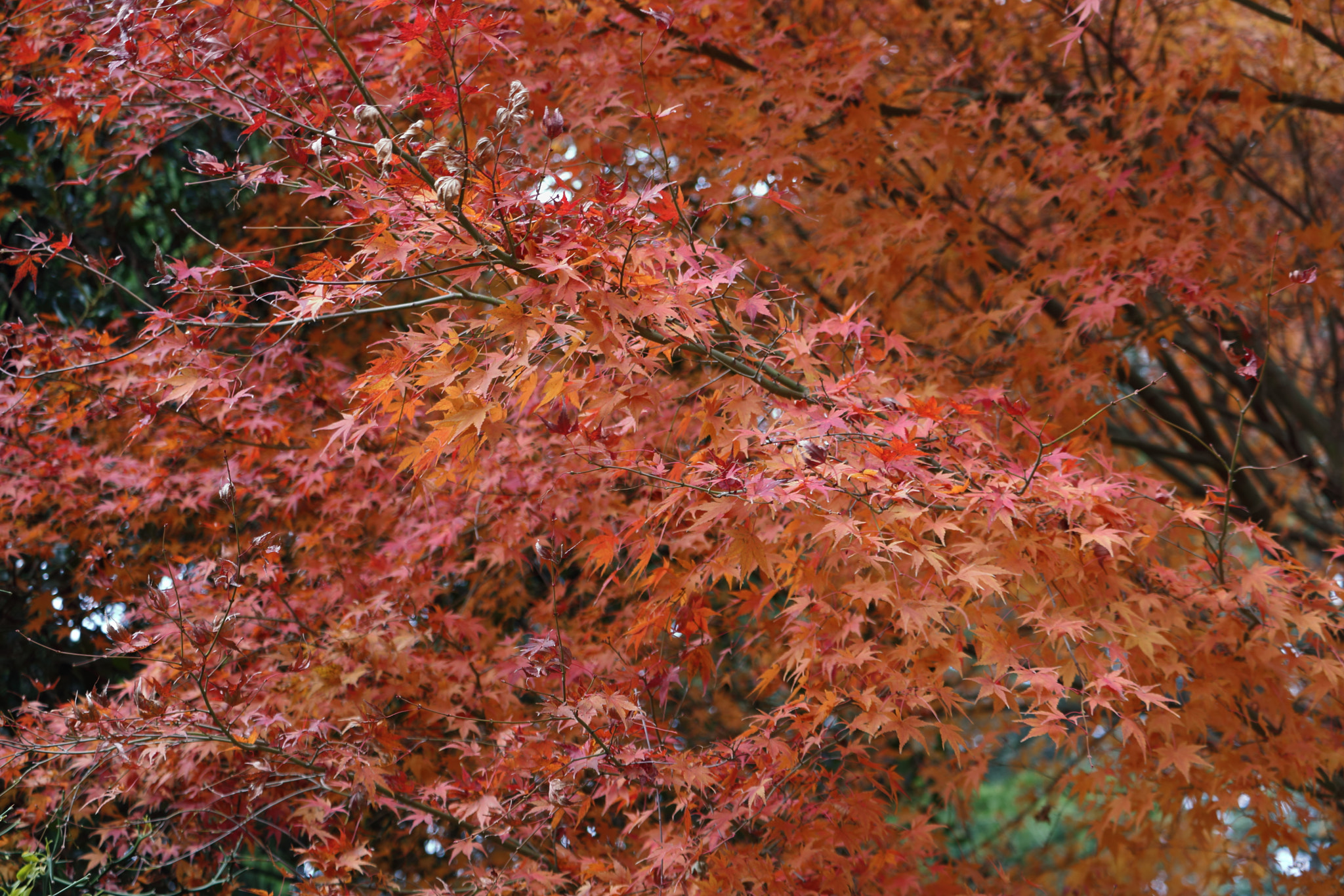 Canon EF-S 55-250mm F4-5.6 IS STM sample photo. Liquidambar styraciflua photography