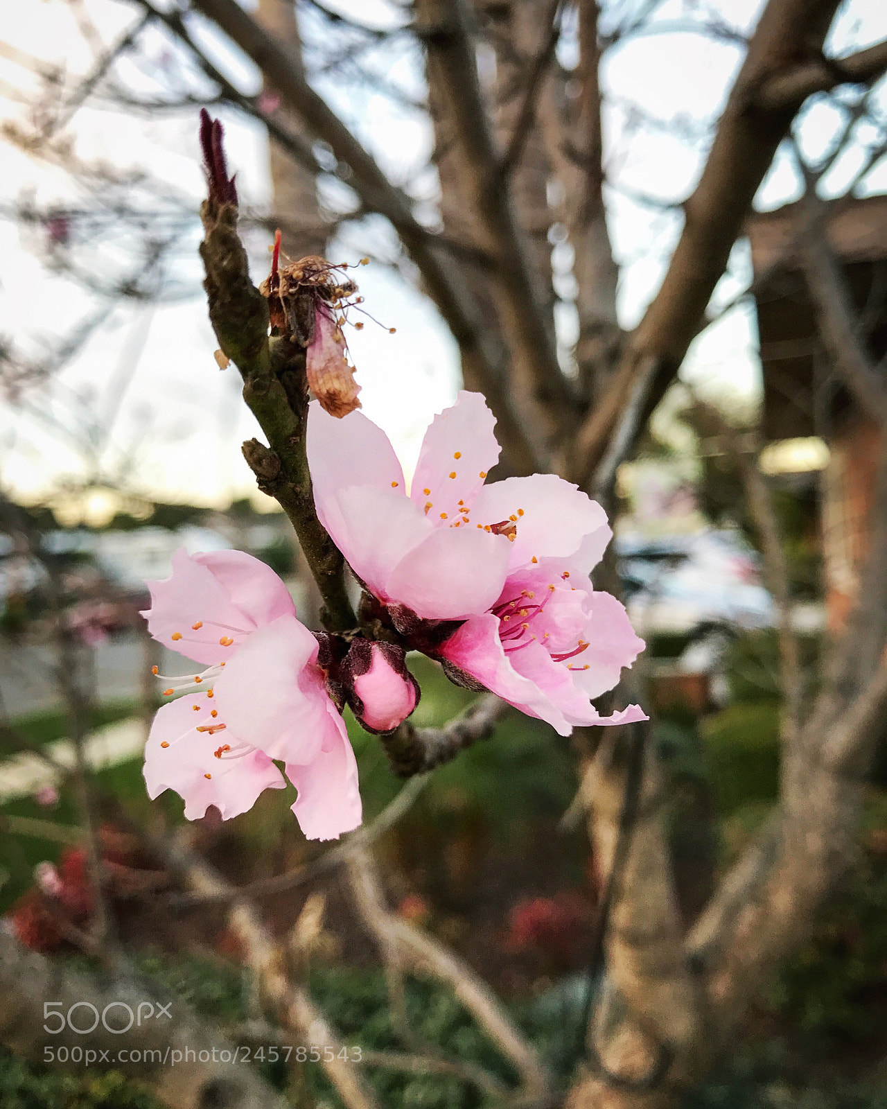 Apple iPhone 7 Plus sample photo. Pluot flowers photography