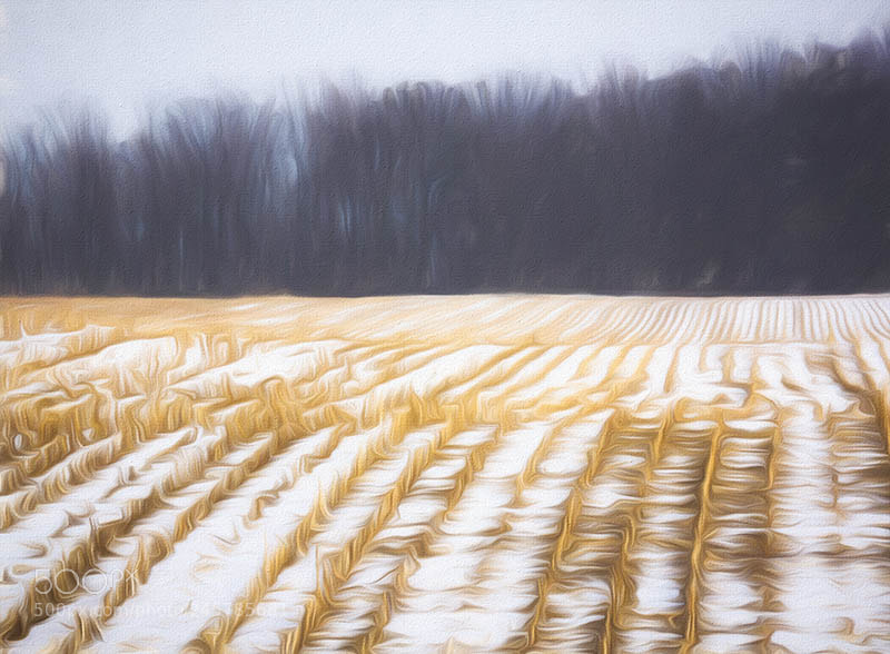 Olympus OM-D E-M1 sample photo. In a snowstorm photography