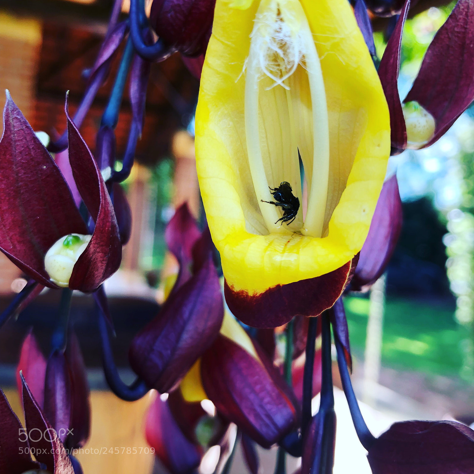 Apple iPhone 8 sample photo. Brazilian flowers photography