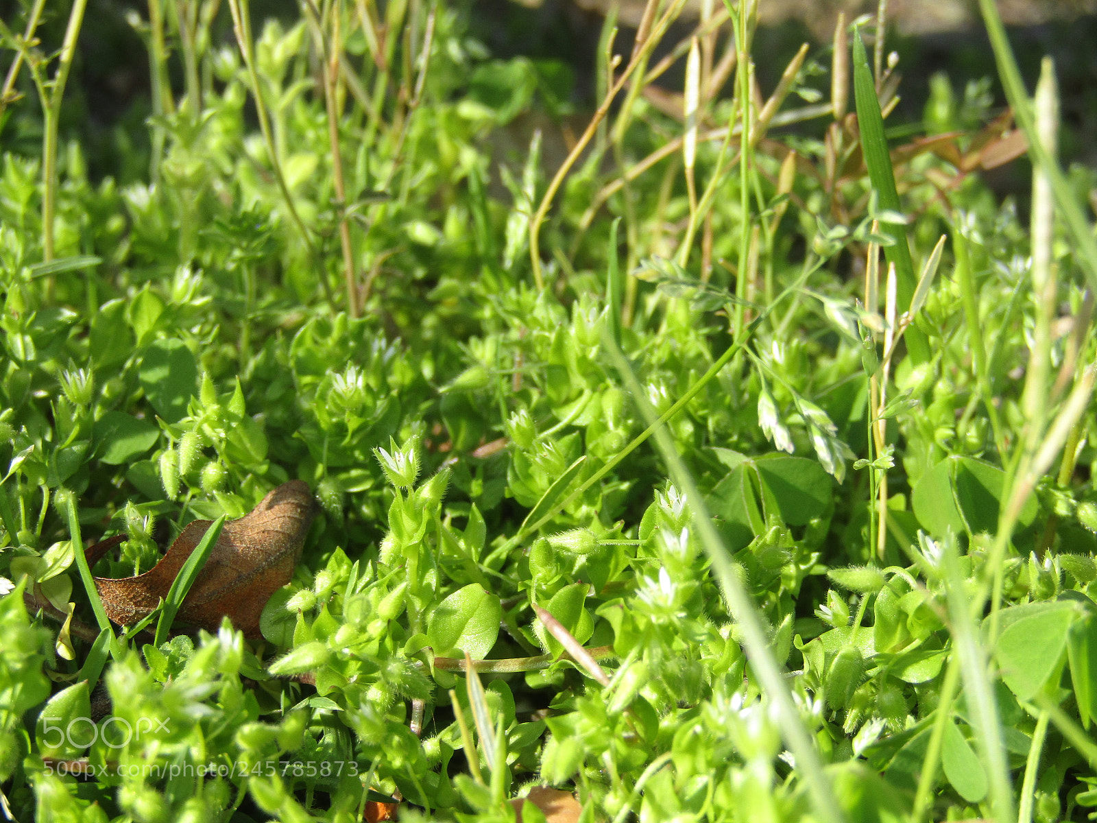 Canon PowerShot SX410 IS sample photo. Nature photography