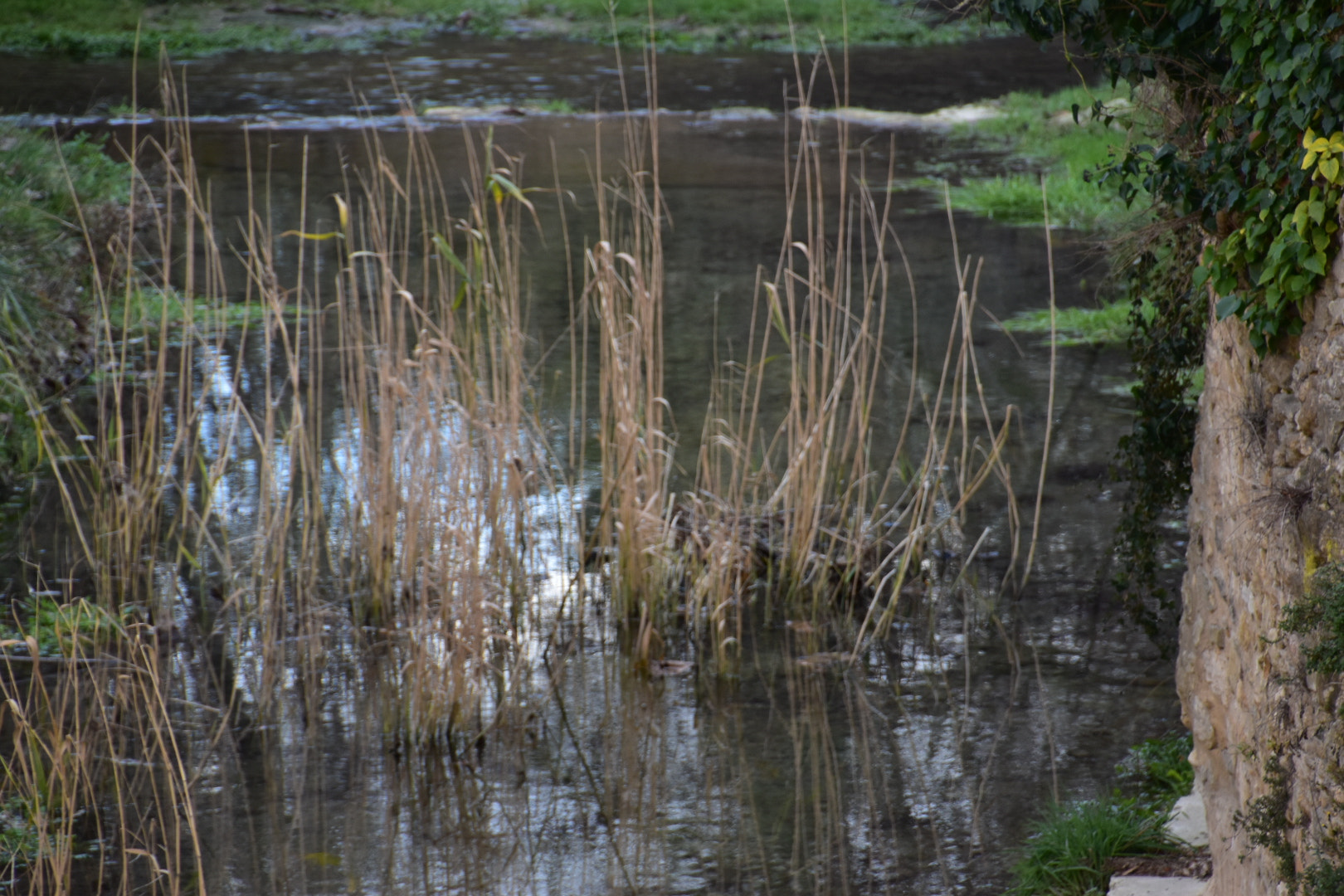 Nikon D5600 sample photo