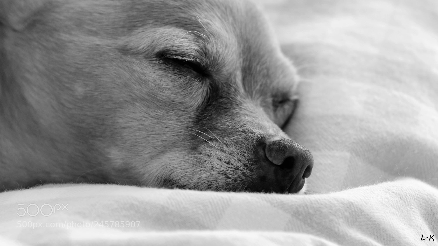 Canon EOS 600D (Rebel EOS T3i / EOS Kiss X5) sample photo. Leo photography