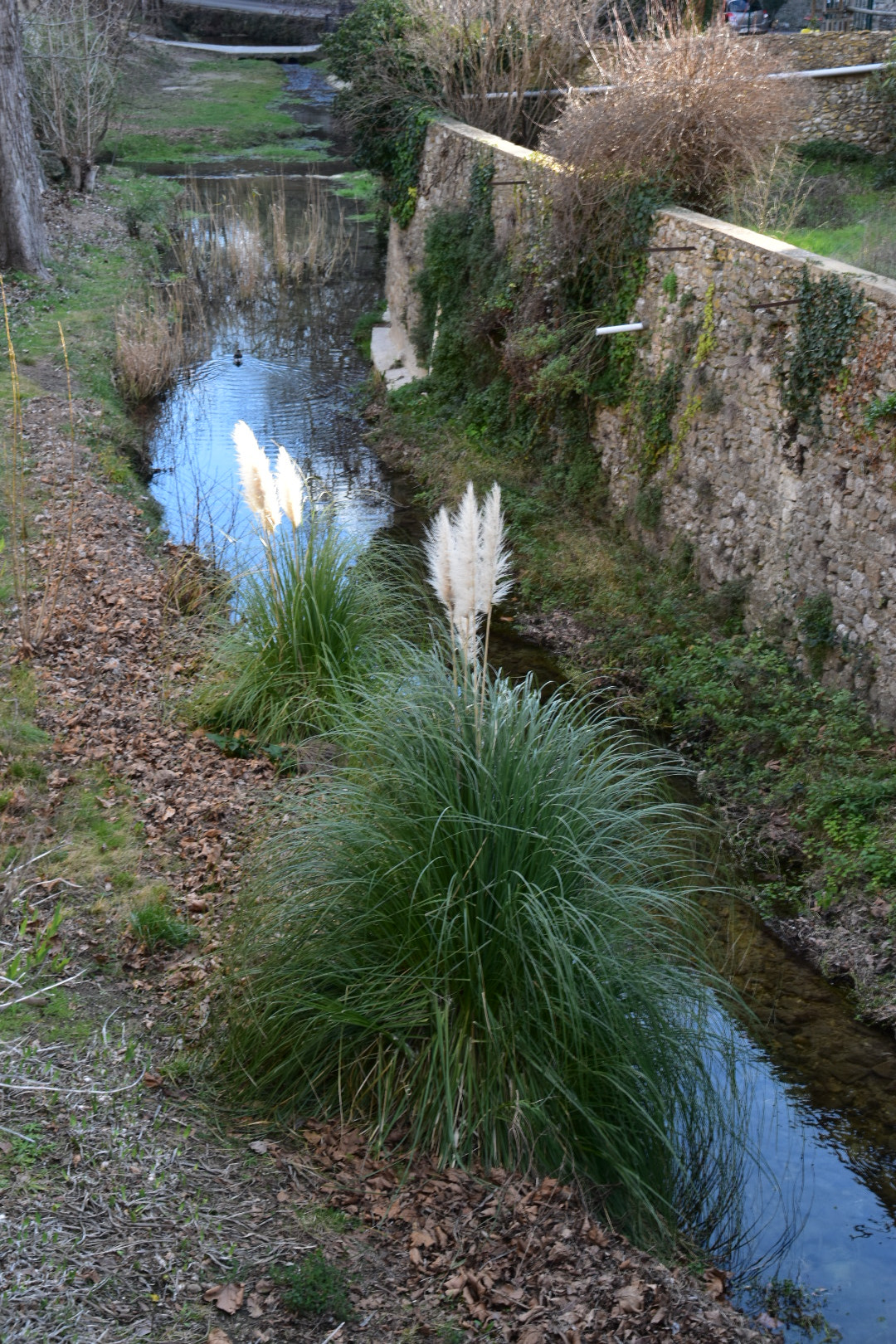 Nikon D5600 sample photo