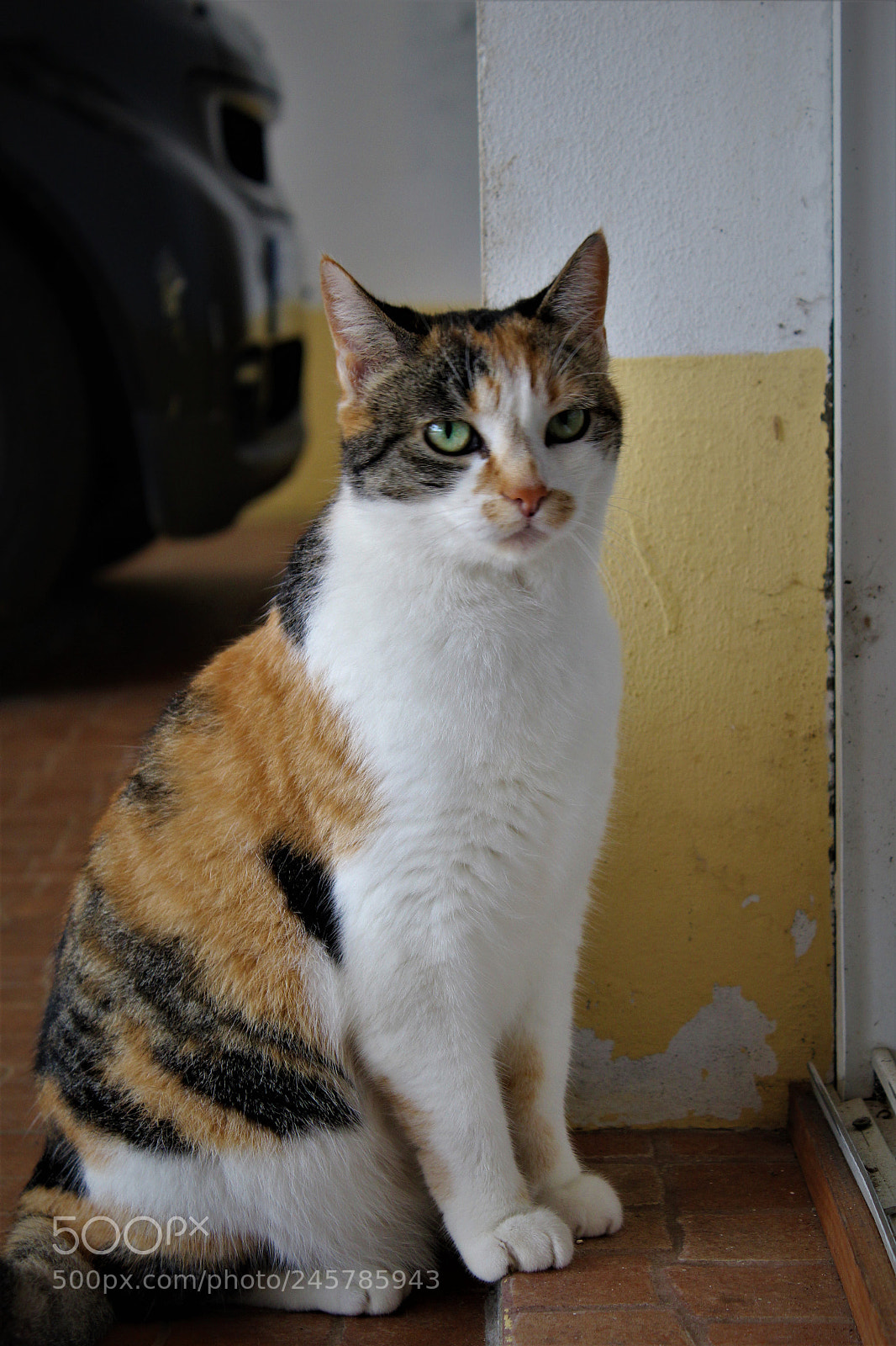 Canon EOS 1300D (EOS Rebel T6 / EOS Kiss X80) sample photo. Cat photography