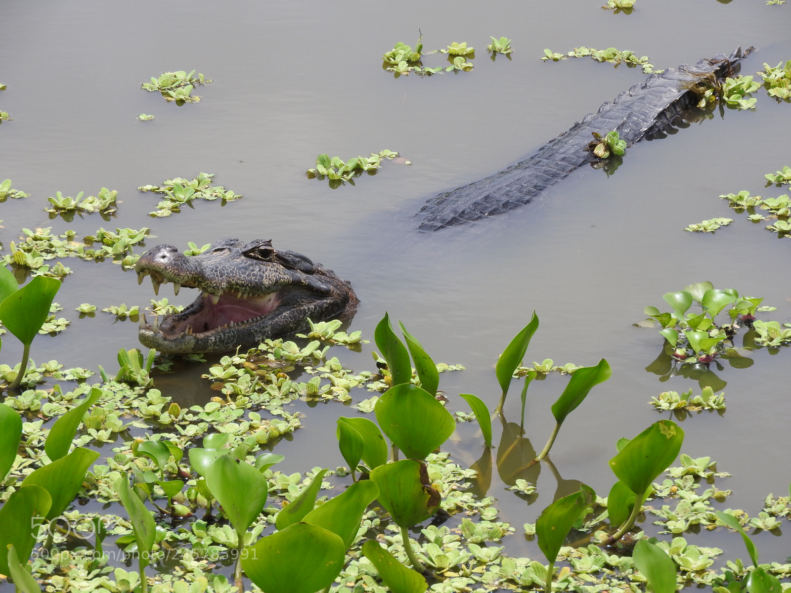 Nikon Coolpix P610 sample photo. Pantanal photography