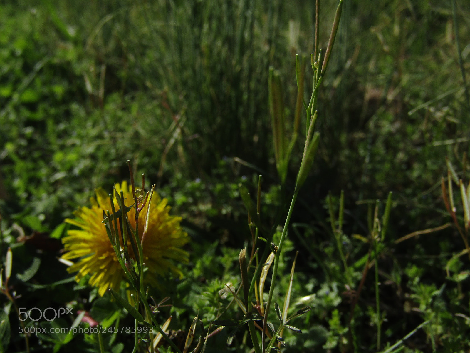 Canon PowerShot SX410 IS sample photo. Nature photography