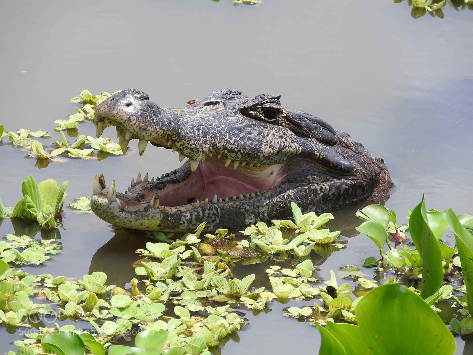 Nikon Coolpix P610 sample photo. Pantanal photography