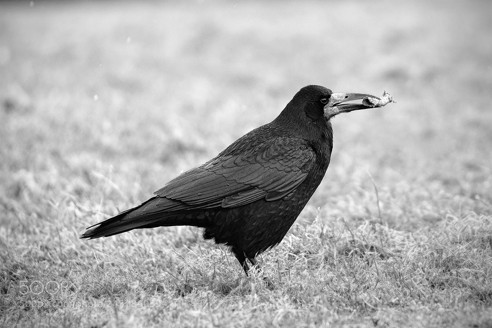 Fujifilm X-T2 sample photo. Crow photography