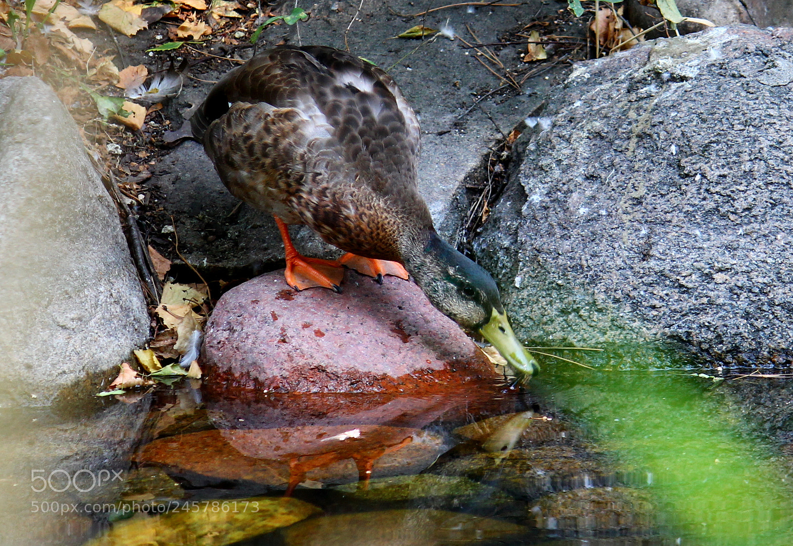 Canon EF-S 55-250mm F4-5.6 IS II sample photo. Drinking photography