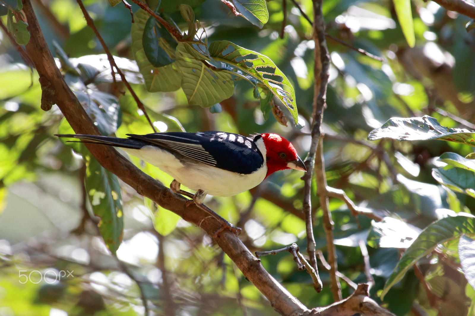 Canon EF-S 55-250mm F4-5.6 IS STM sample photo. Redhead winged photography