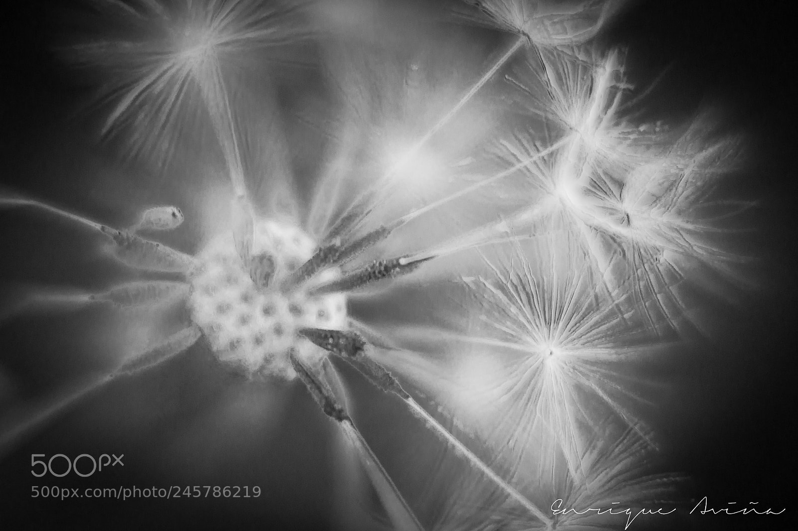 Nikon D3100 sample photo. Dandelion photography