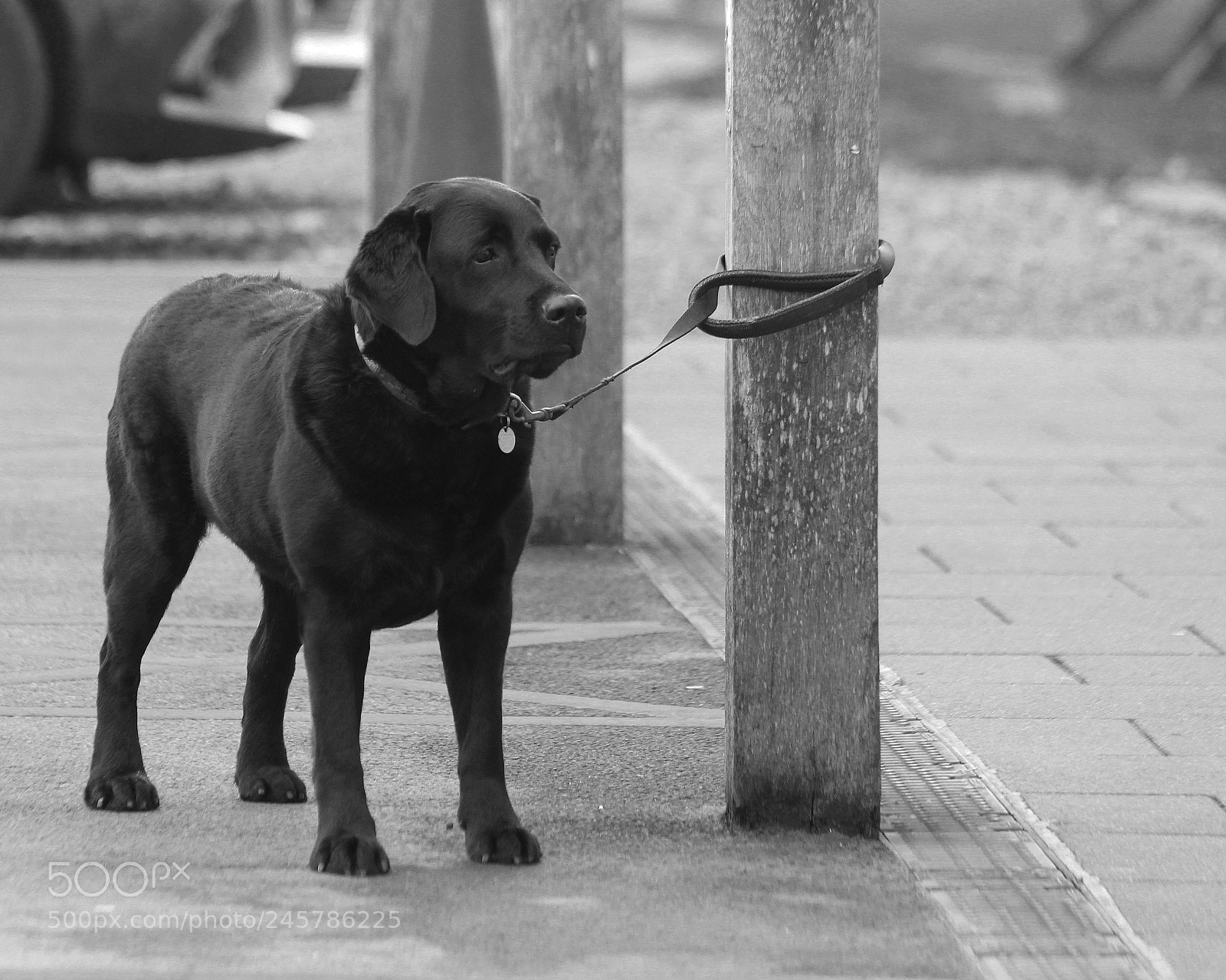 Canon EOS 550D (EOS Rebel T2i / EOS Kiss X4) sample photo. Moochin the pooch photography