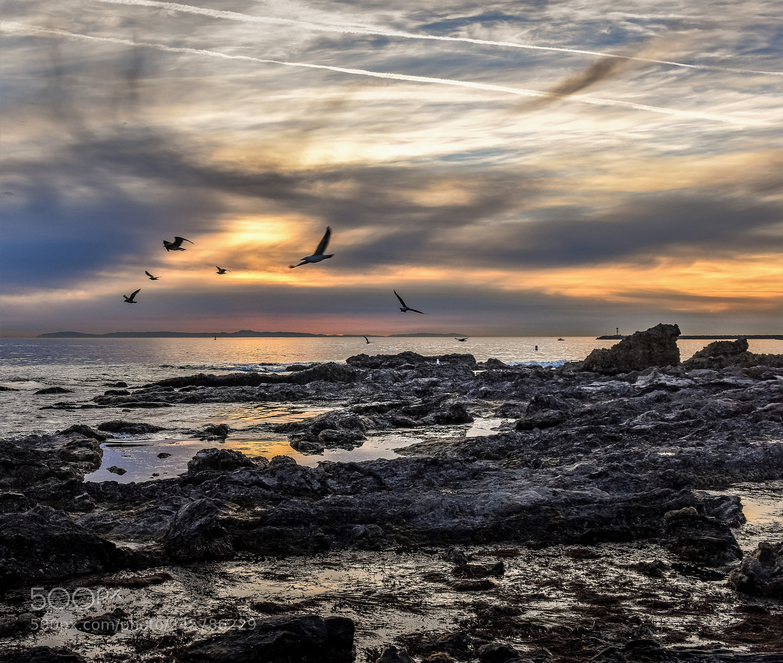 Nikon D810 sample photo. Sea gull squadron! photography