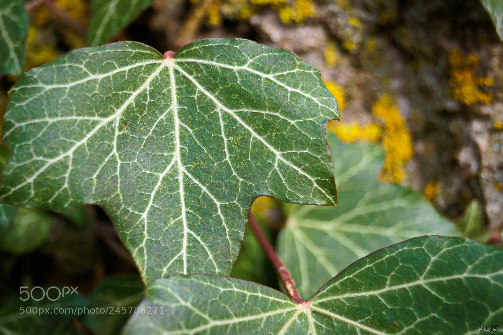 Sony SLT-A58 sample photo. Ivy photography