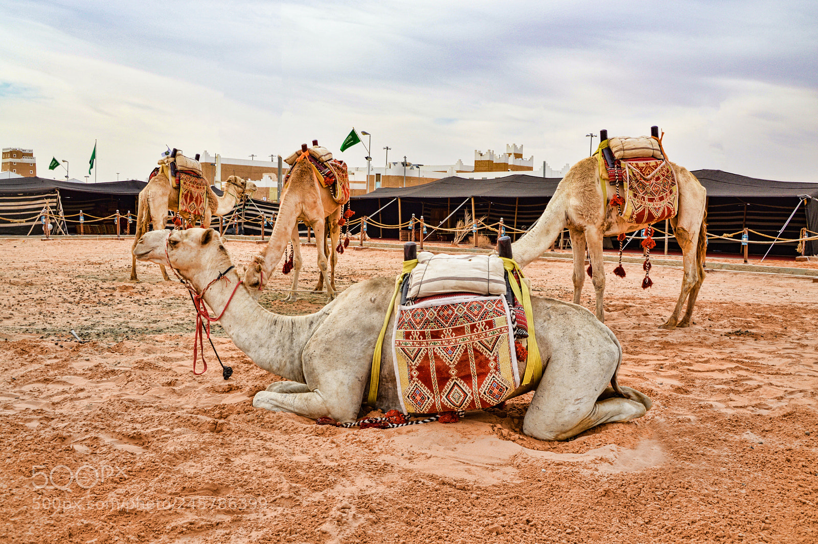 Nikon D3200 sample photo. Al janadryah 1 photography