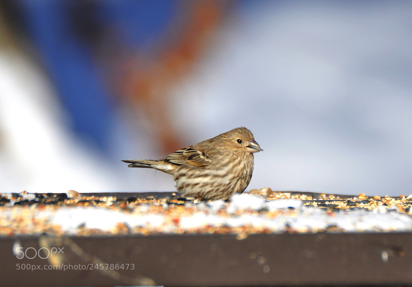 Nikon D90 sample photo. House finch photography