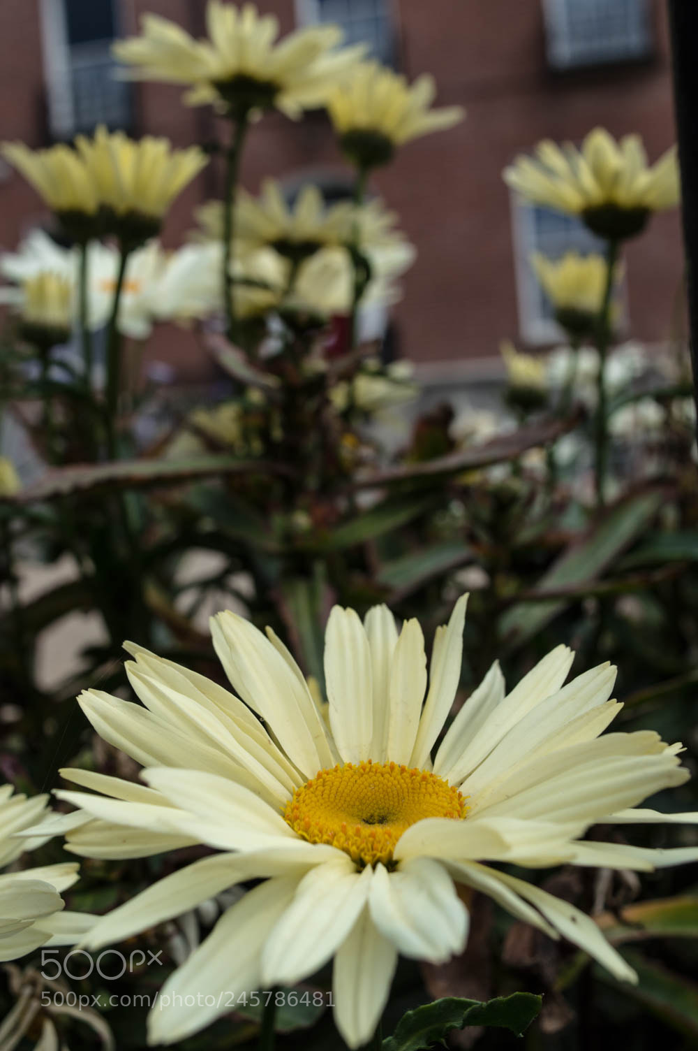 Nikon D3200 sample photo. Dsc photography