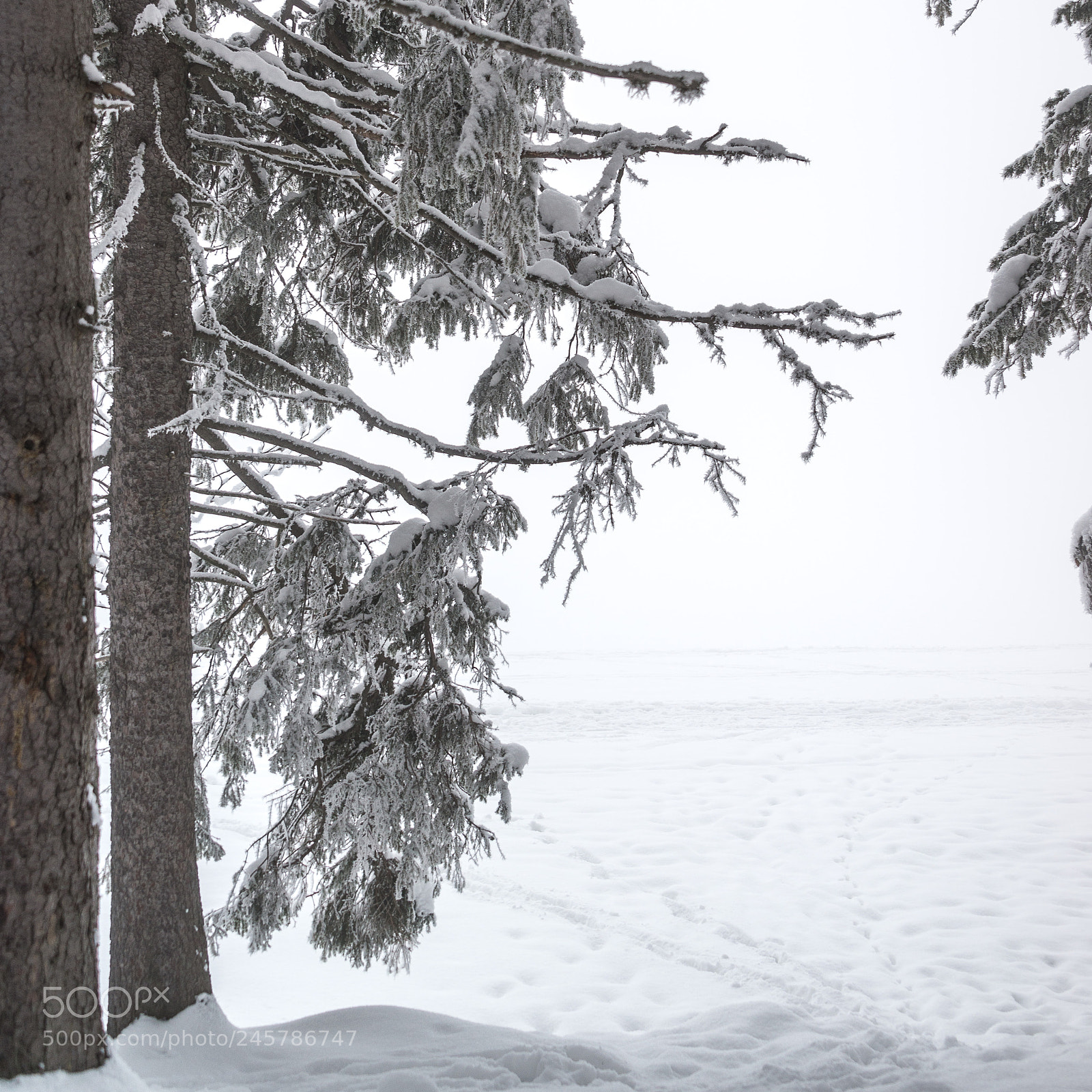 Nikon D610 sample photo. High tatras photography